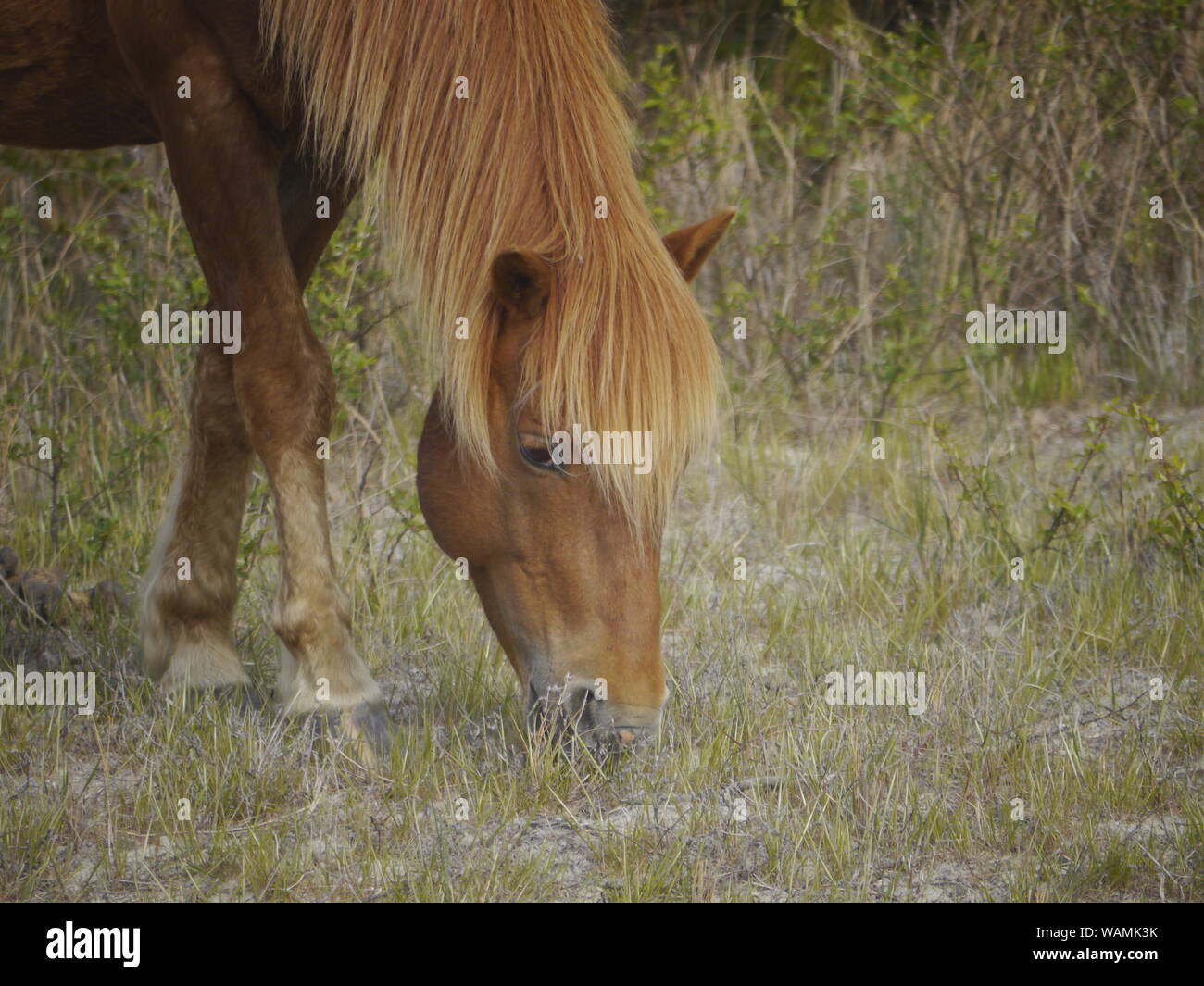 Cavalli selvaggi, Assateague National Seashore Foto Stock