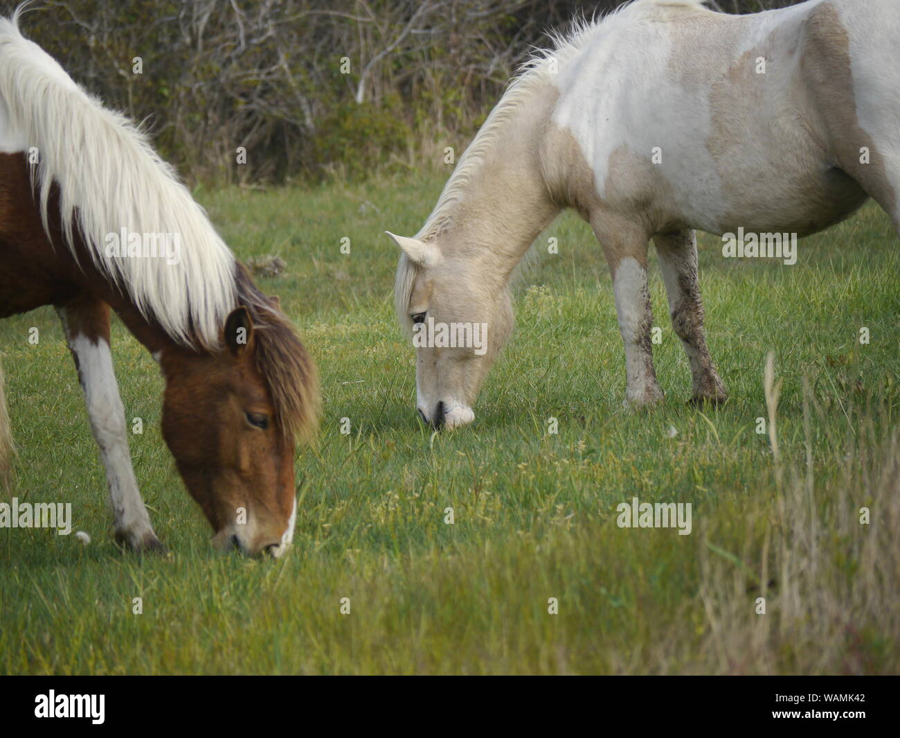 Cavalli selvaggi, Assateague National Seashore Foto Stock