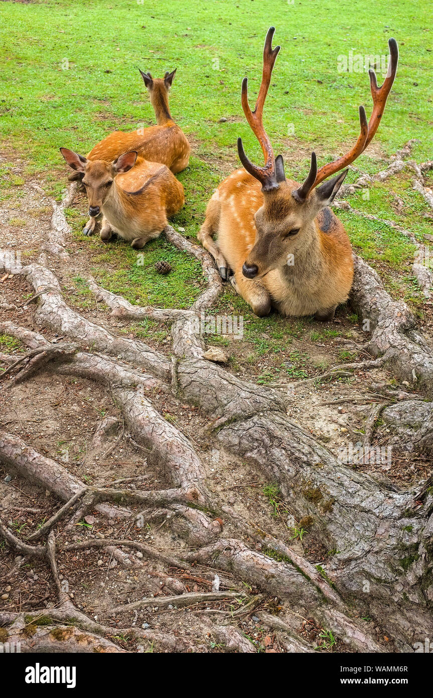 Il sacro cervi di Nara, Nara-Shi in Giappone. Il cervo sono sika cervo (Cervus nippon) noto anche come il cervo macchiato o il giapponese cervi. Foto Stock