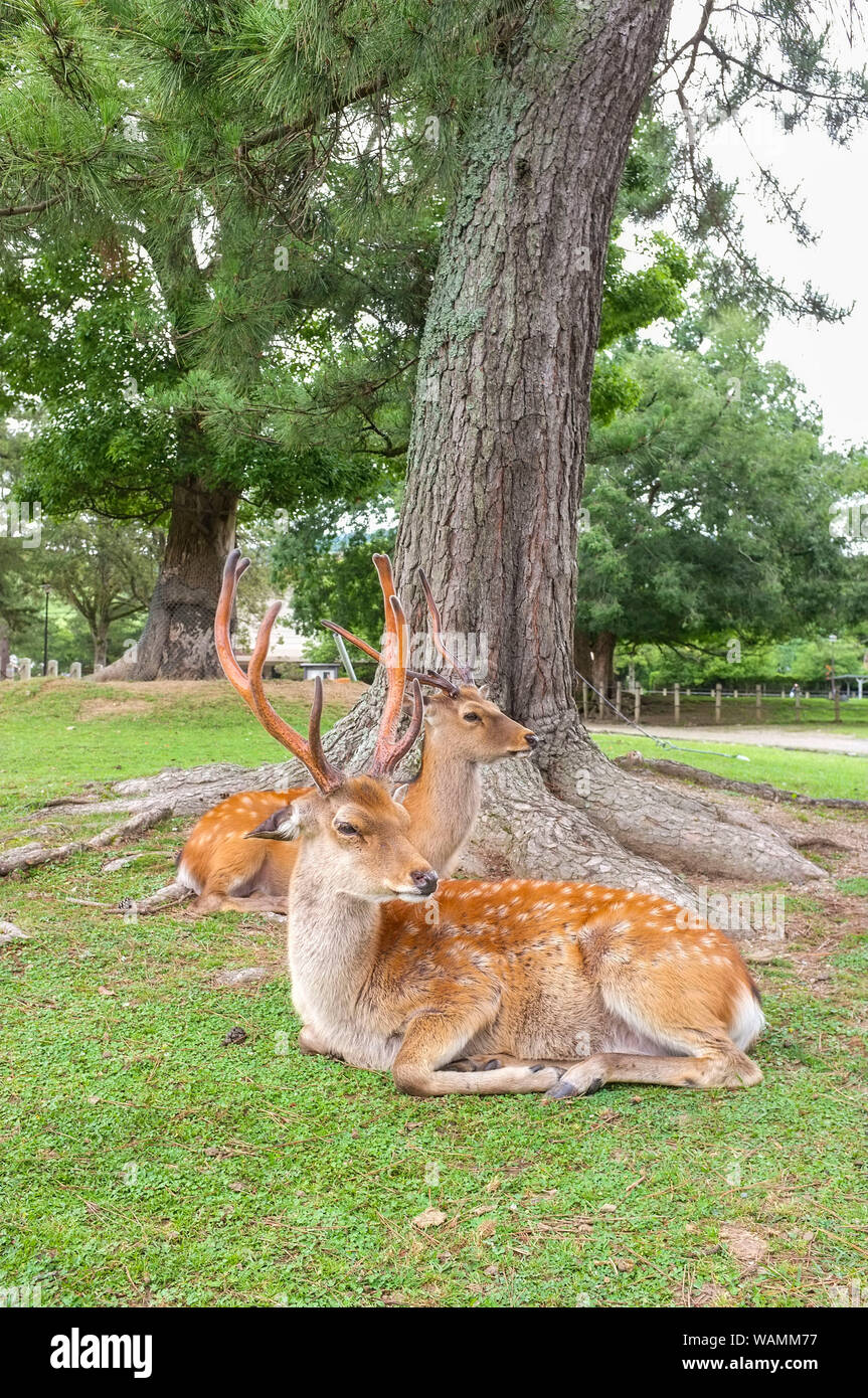 Il sacro cervi di Nara, Nara-Shi in Giappone. Il cervo sono sika cervo (Cervus nippon) noto anche come il cervo macchiato o il giapponese cervi. Foto Stock