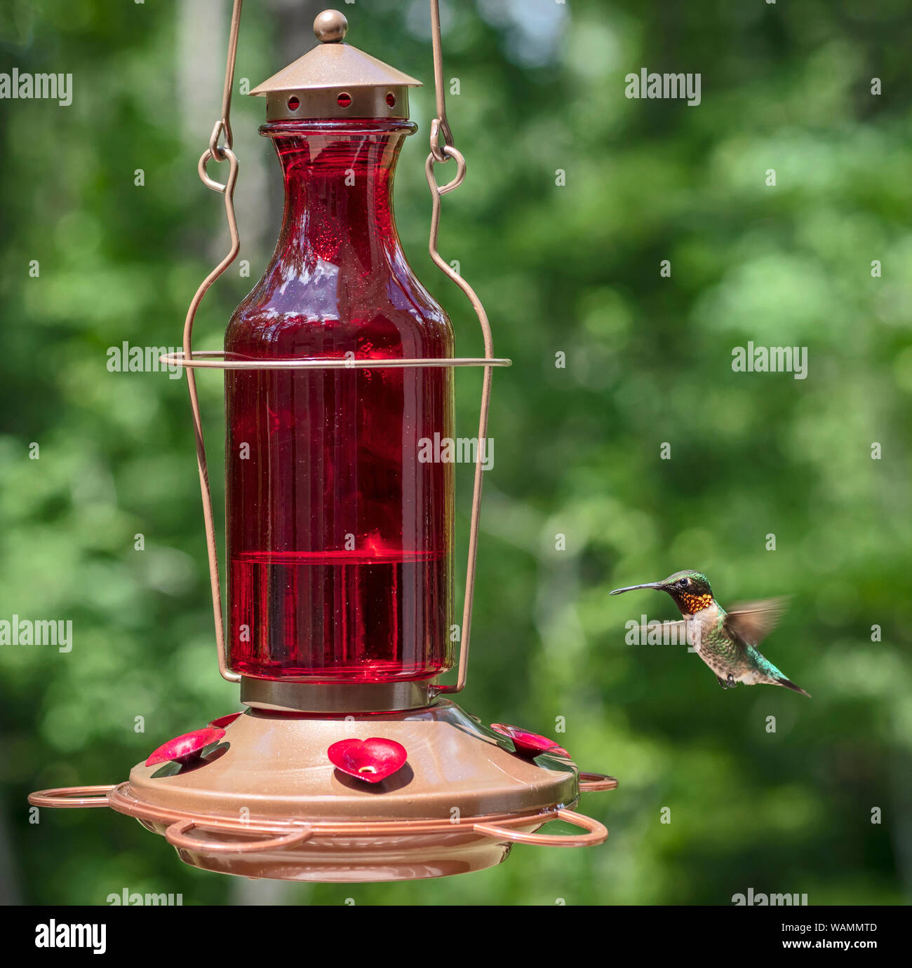 Maschio di Ruby-throated hummingbird bere il nettare da un alimentatore Foto Stock