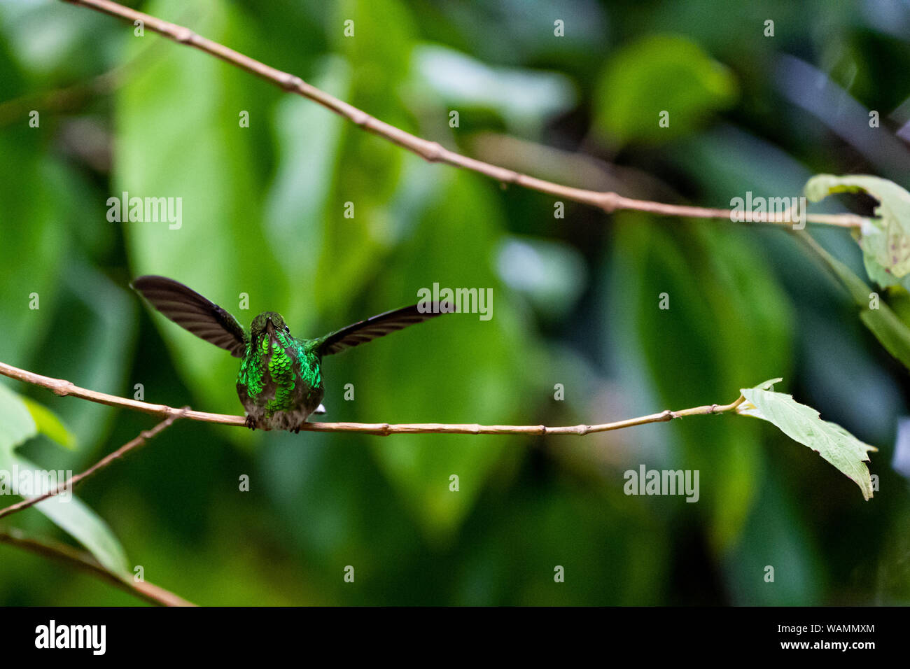 Hummingbird in Costa Rica Foto Stock