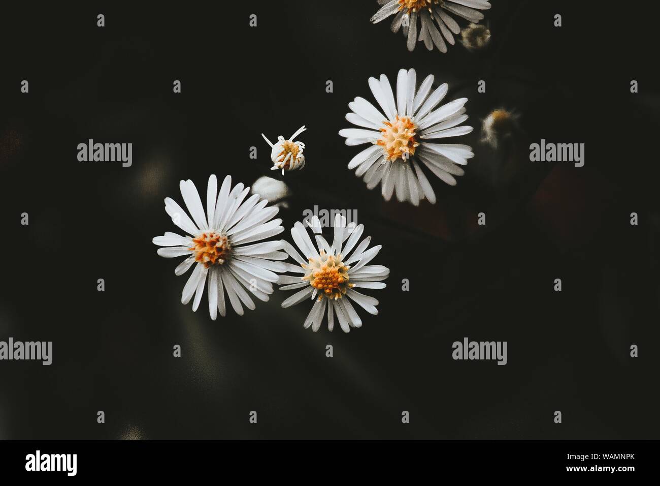 Colpo di primo piano di tre fiori bianchi grappolo petaled su un sfondo naturale scuro Foto Stock