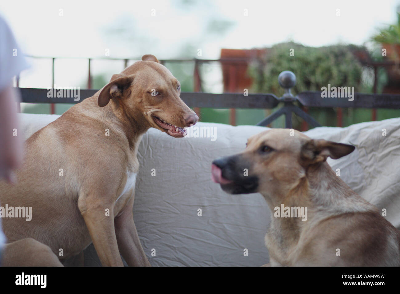 Due cani di razza grande sedersi sul lettino sulla terrazza della casa Foto Stock