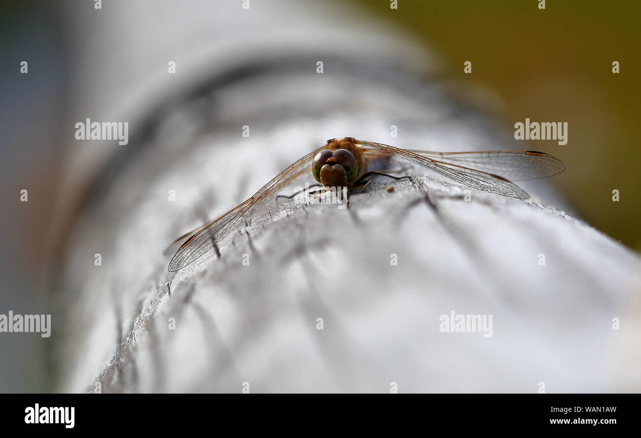 Dragonfly siede sul palo di legno macro Foto Stock