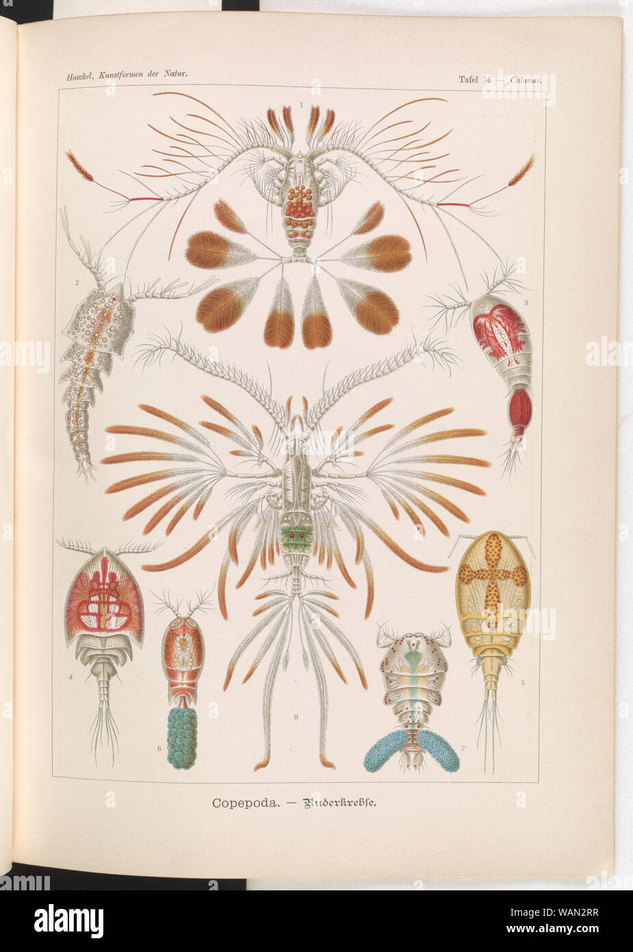 Copepoda. - Ruderkrebse Foto Stock