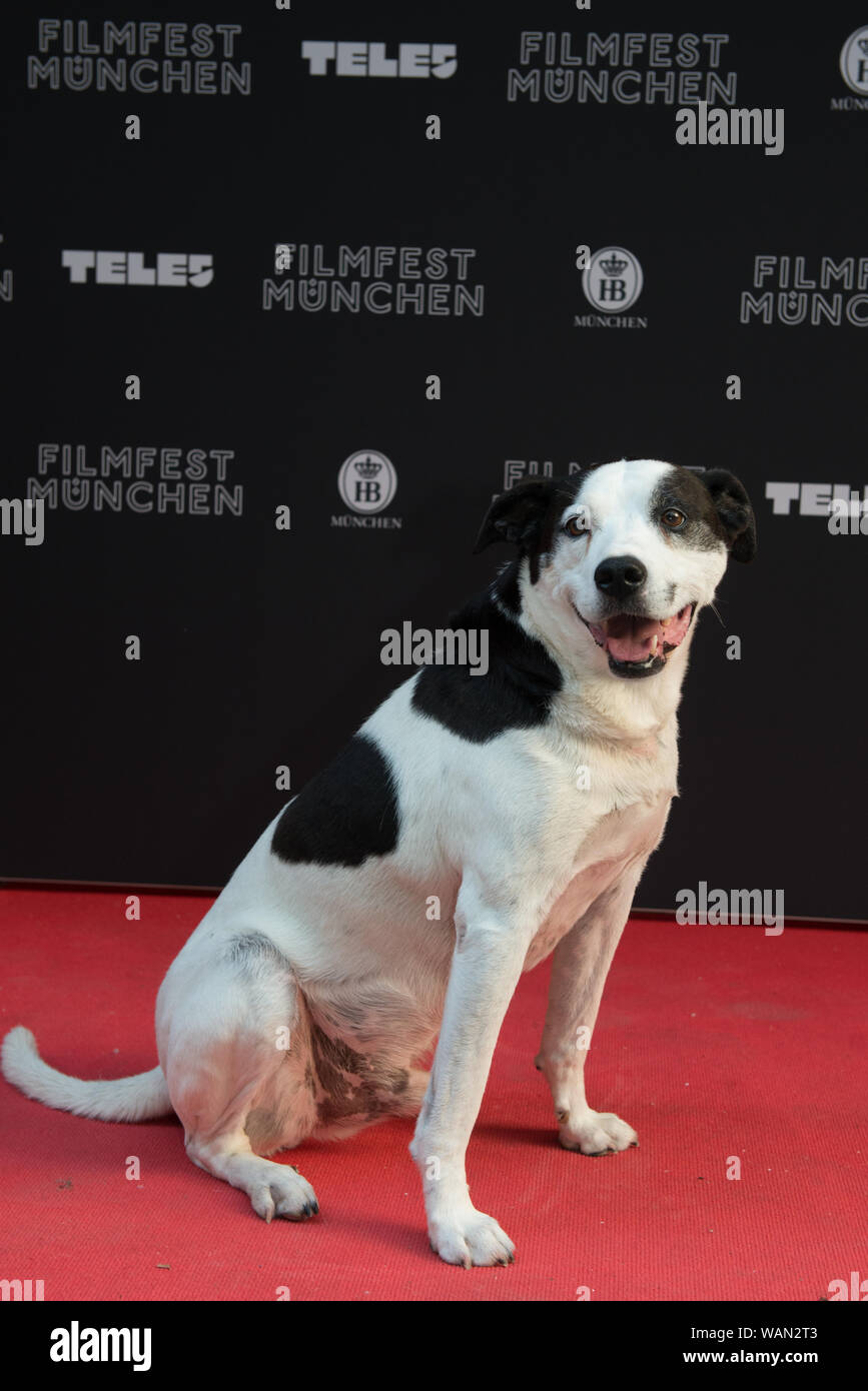 Cane Lino visto sul tappeto rosso del Filmfest Monaco di Baviera 2019 Foto Stock