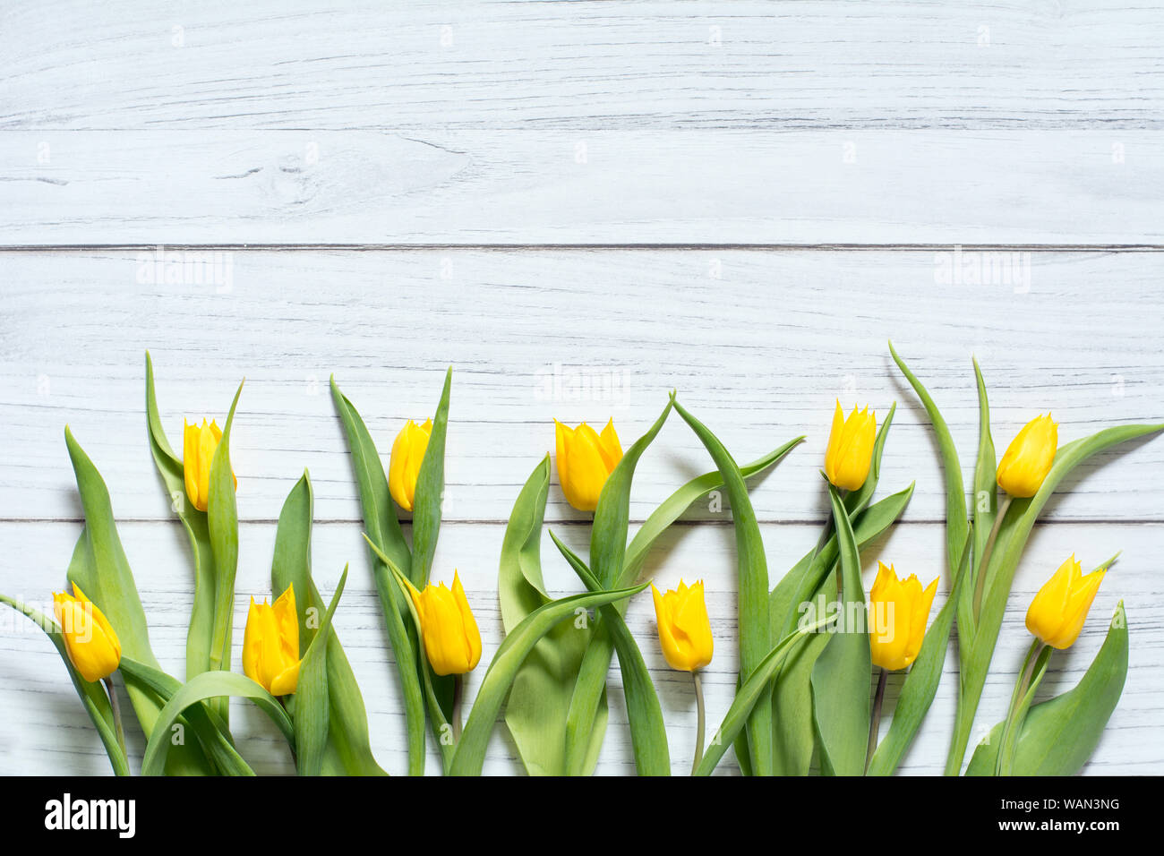 La molla confine con doppia fila di tulipani gialli sul bianco sullo sfondo di legno Foto Stock