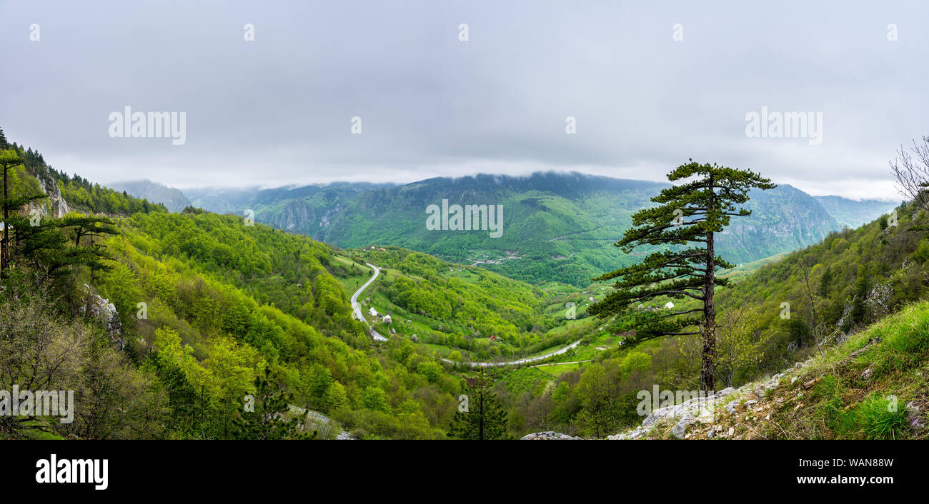 Montenegro, XXL panorama di natura verde paesaggio nella struttura ad albero e coperta di foresta Tara canyon da sopra Foto Stock