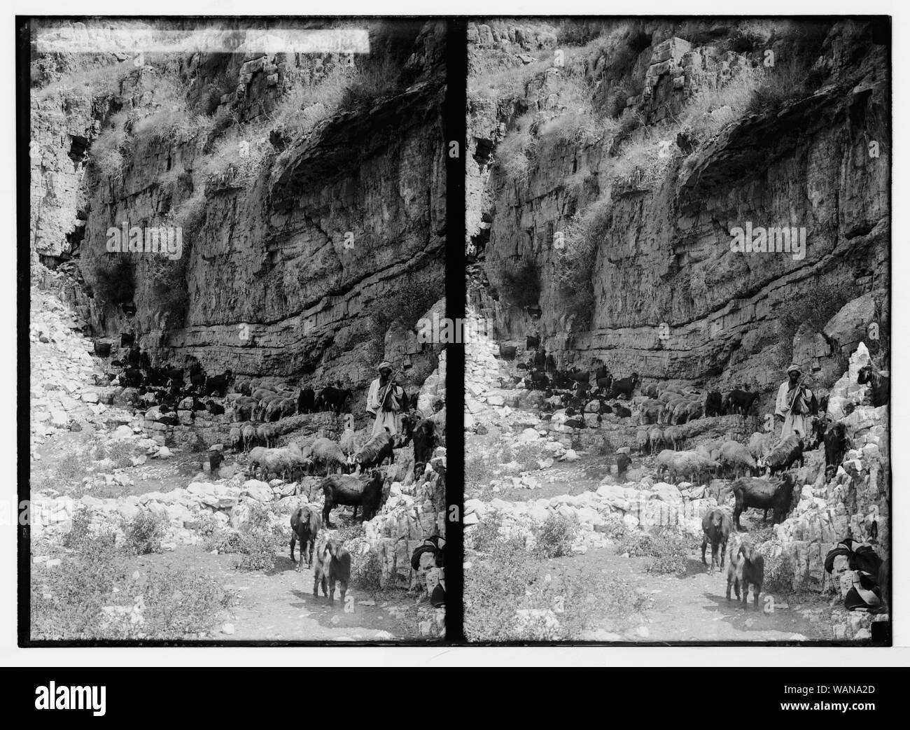 Costumi, caratteri, ecc. Greggi in appoggio sotto l'ombra di una grande roccia Foto Stock