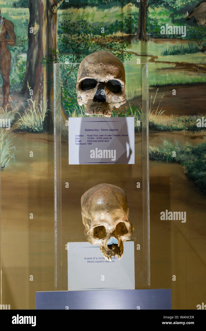 Ricostruito cranio da ragazzo Galana in mostra al Museo Nazionale di Nairobi, Nairobi, Kenya Foto Stock