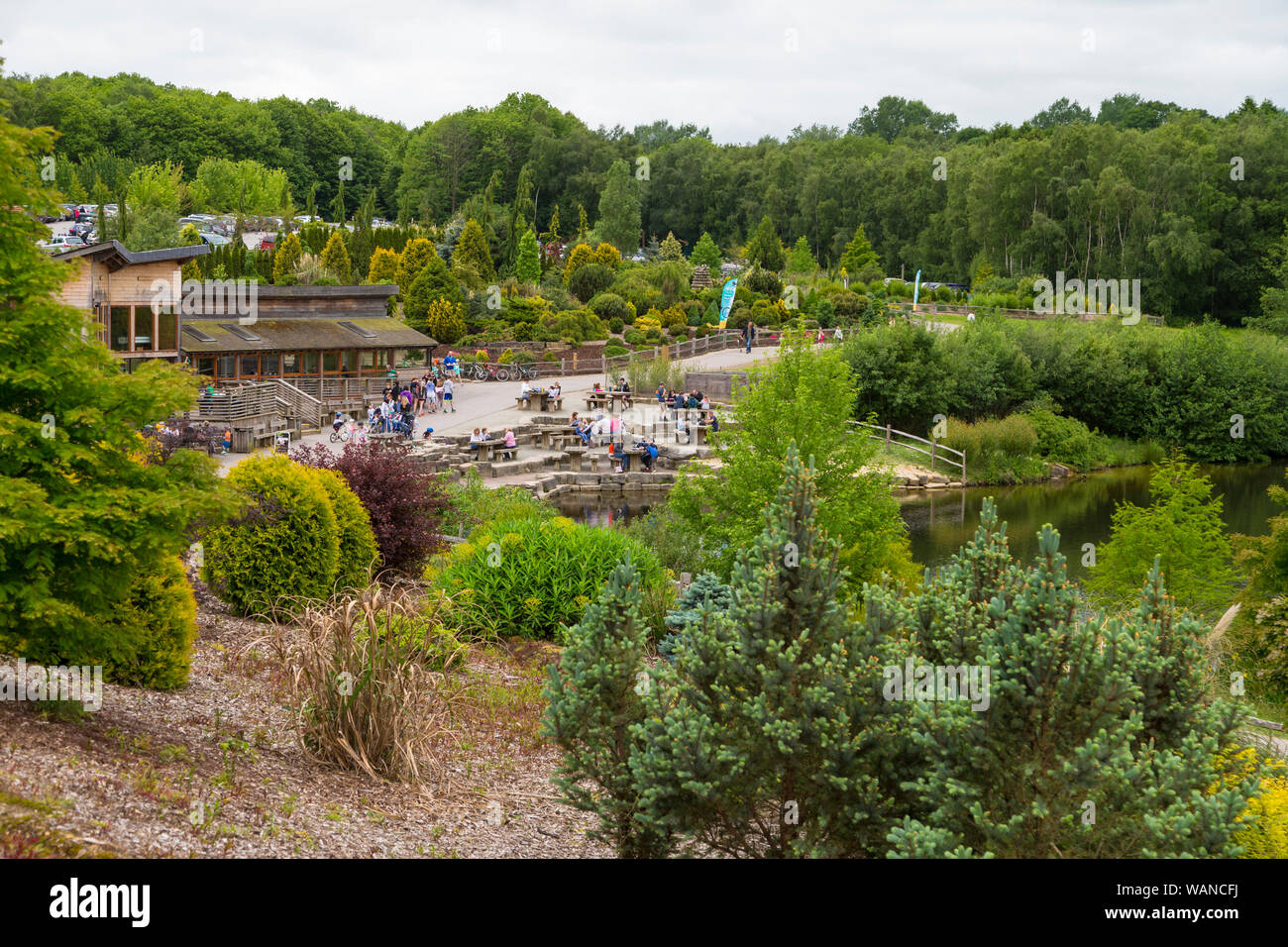 Bedgebury Pinetum nazionale e foresta, lady oak lane, goudhurst, kent, Regno Unito Foto Stock