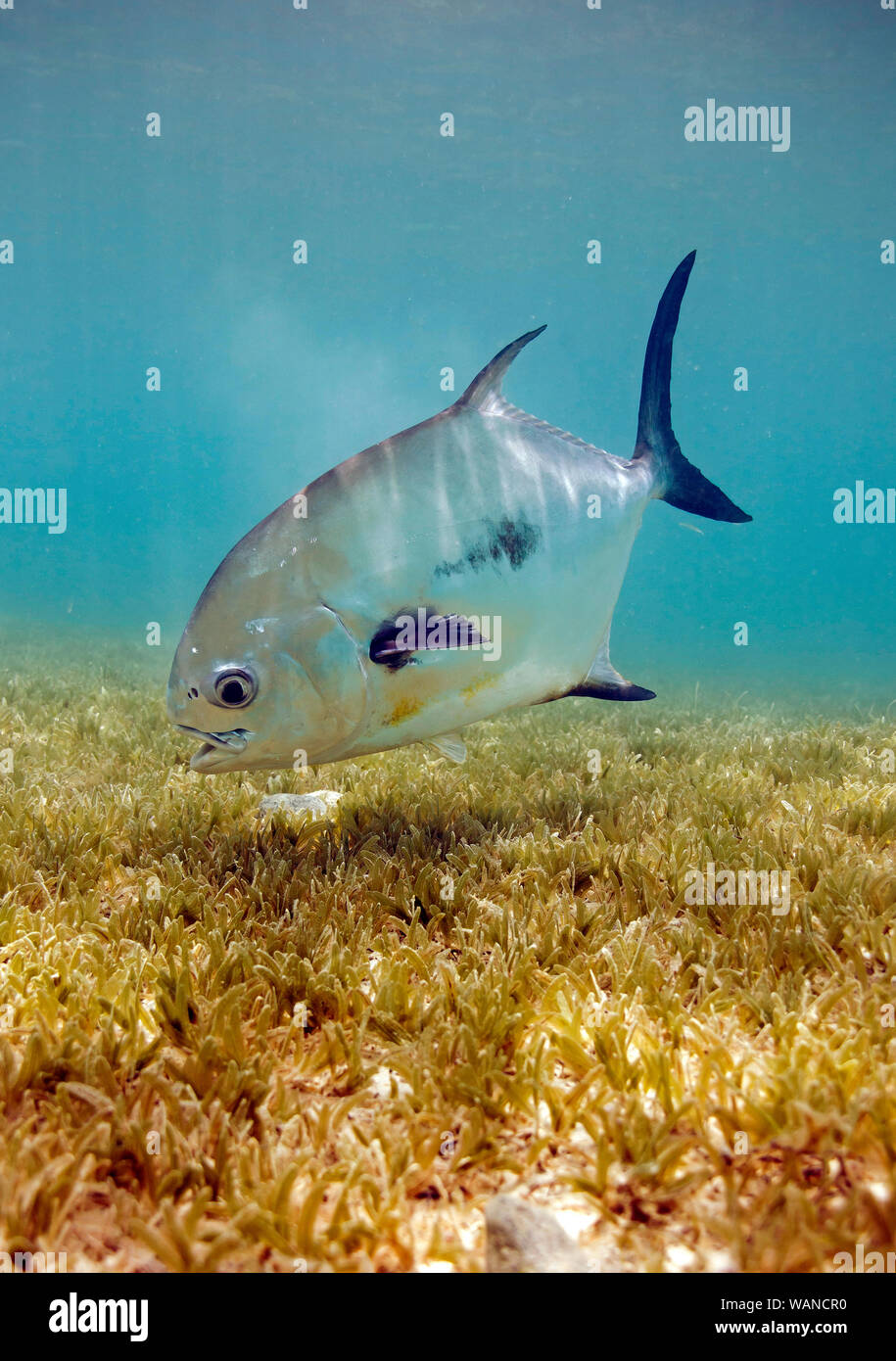 Un permesso nuota al di sopra del mare di erbe in Maho Bay, parte del Parco Nazionale delle Isole Vergini, sull'isola di San Giovanni negli Stati Uniti Isole Vergini. Foto Stock