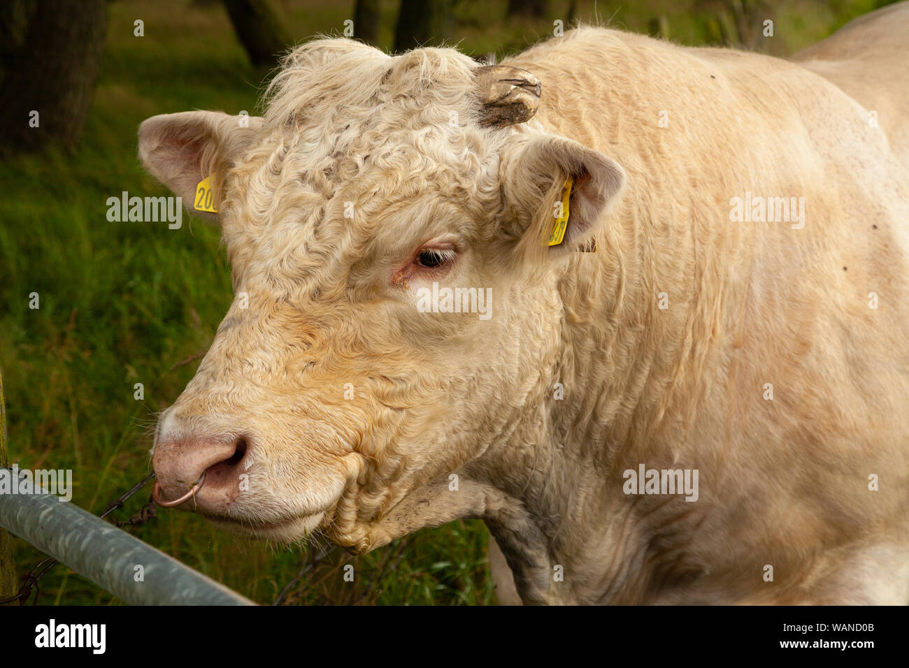 Un toro dietro un cancello su una fattoria scozzese. Foto Stock