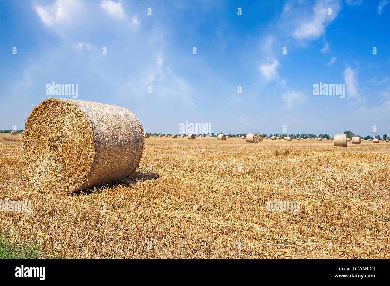 Campo di grano dopo il raccolto con le balle di paglia. Foto Stock