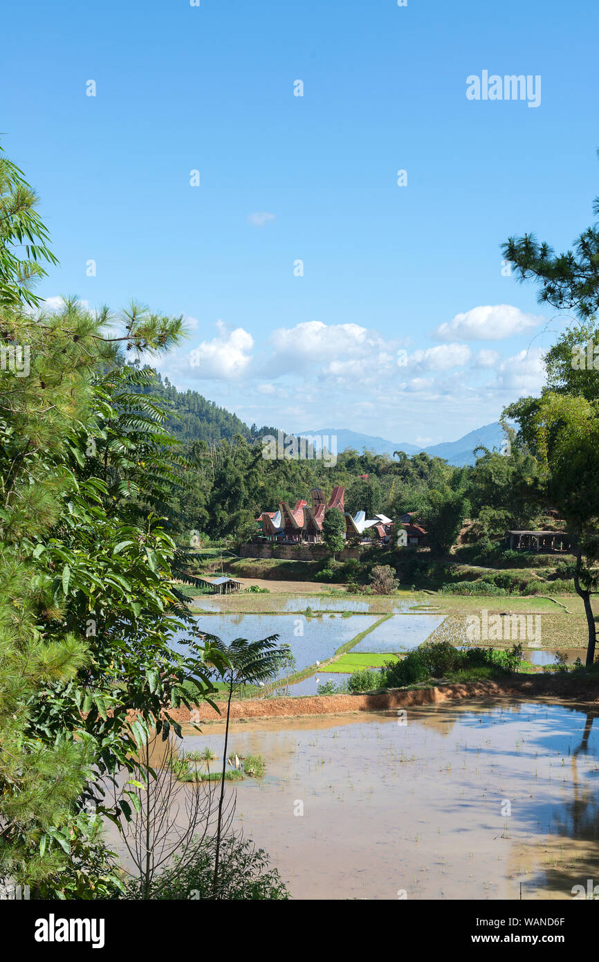 Verde e riso marrone terrazza campi in Tana Toraja, Sulawesi meridionale, Indonesia Foto Stock