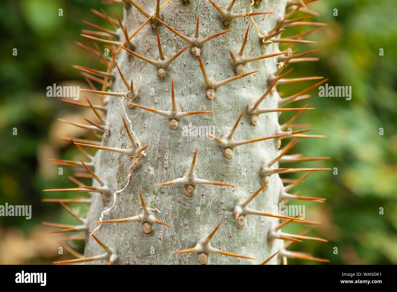 Close up lungo Cactus pungenti spine Foto Stock