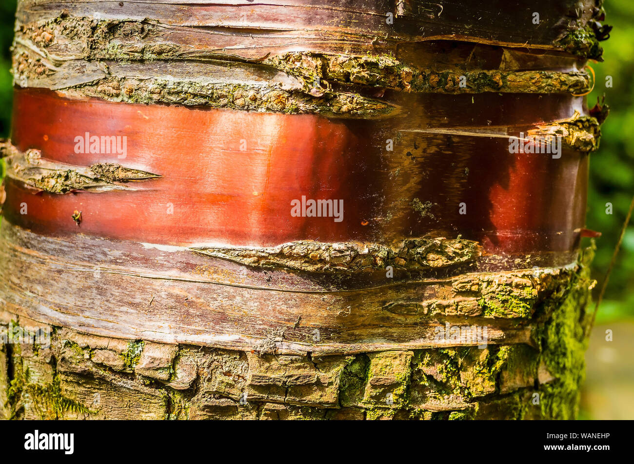 Elementi distintivi e colorato raidal marcature sul tronco di un Prunus serrula tree in un giardino DEVON REGNO UNITO Foto Stock