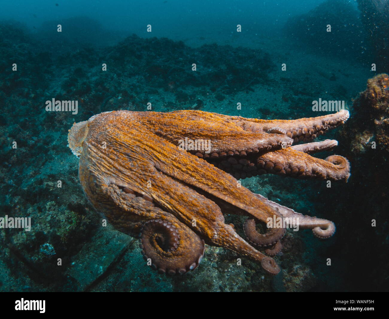 Un polpo (Octopus vulgaris) nel mar mediterraneo Foto Stock