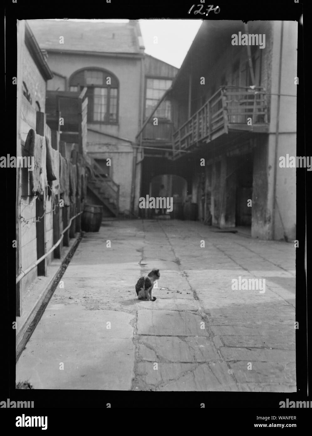 Cortile con un gatto, New Orleans Foto Stock