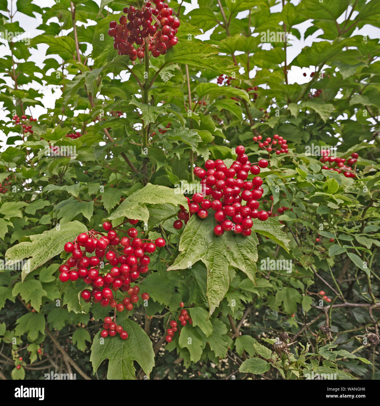 Close up Rowan tree, Monte Ceneri, Sorbus aucuparia, in campo con bacche rosse Foto Stock