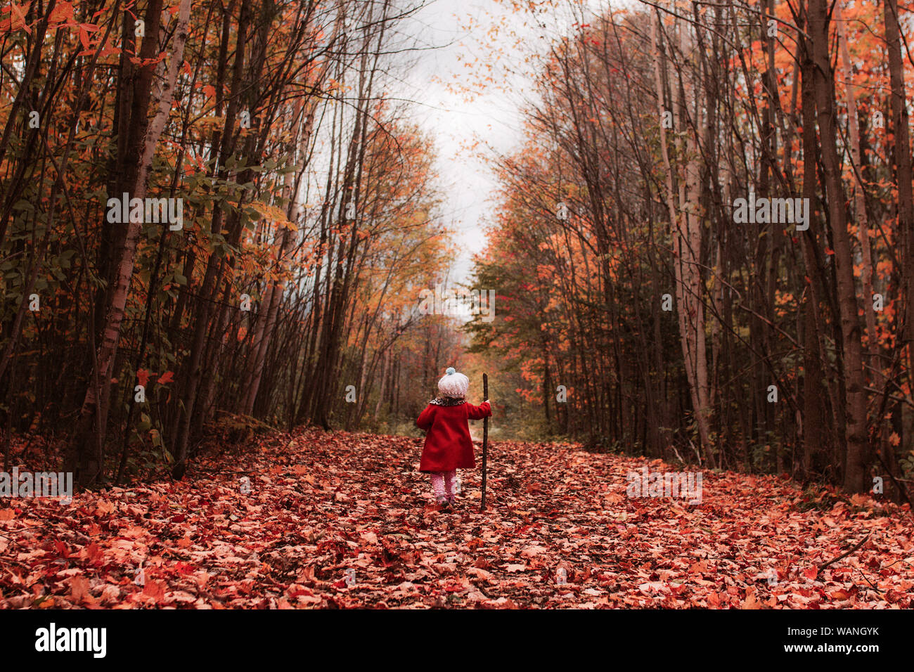 Bambina passeggiate all'aperto nelle foglie con un bastone su un giorno di caduta Foto Stock