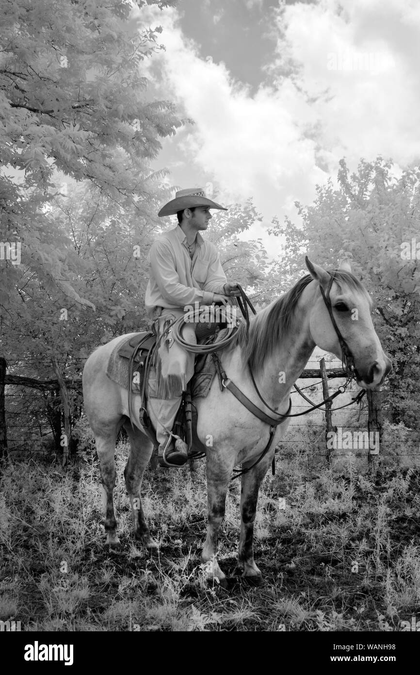 Cowhand Robert Vaughn a bordo del suo cavallo, Dunnie, a 1.800 acri Lonesome Ranch di pino, un gruppo di lavoro di ranch di bestiame che è parte del Texas ranch vita ranch resort vicino Chappell Hill nella contea di Austin, Texas Foto Stock