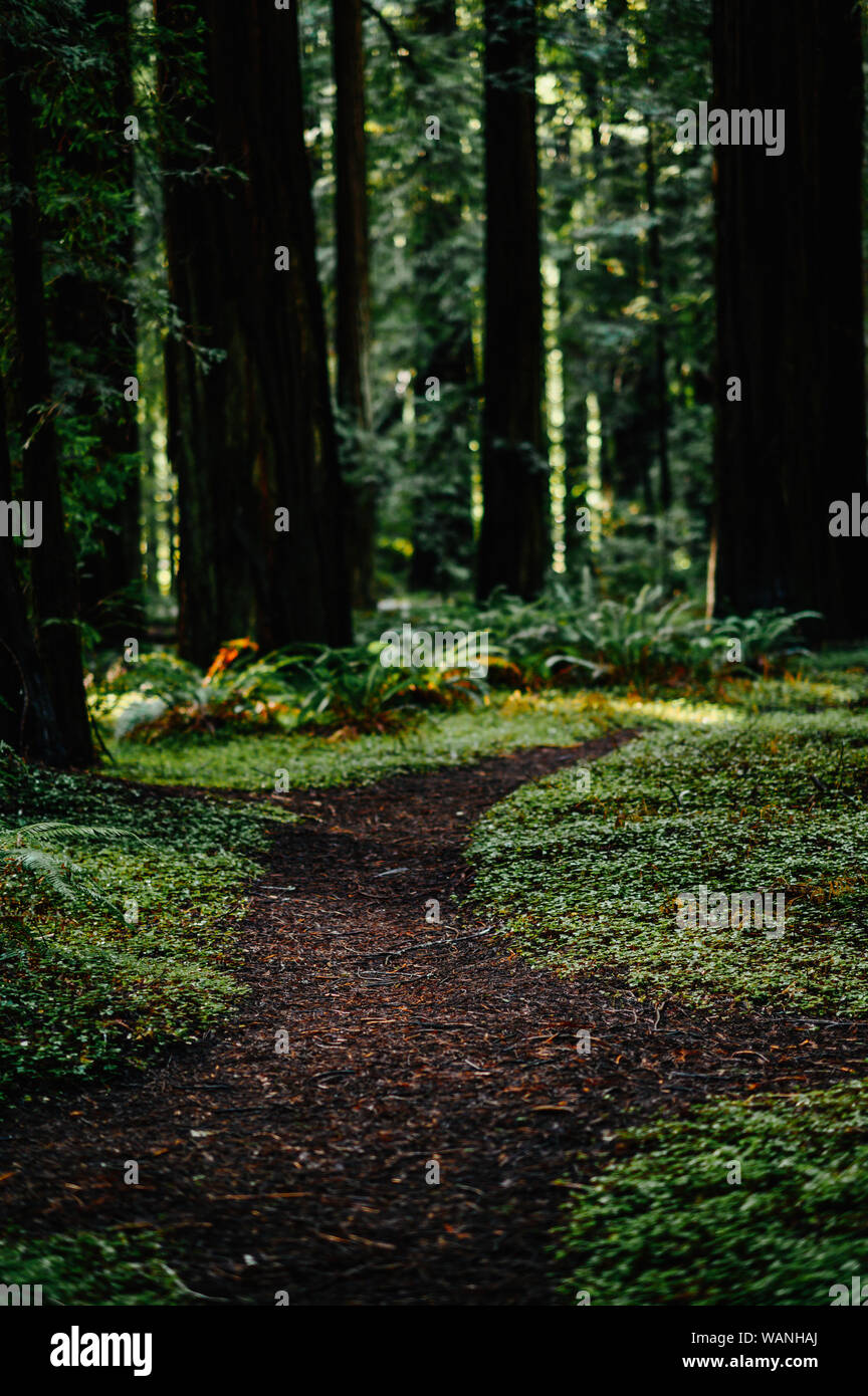 Sentiero forestale tra grandi redwoods. Foto Stock