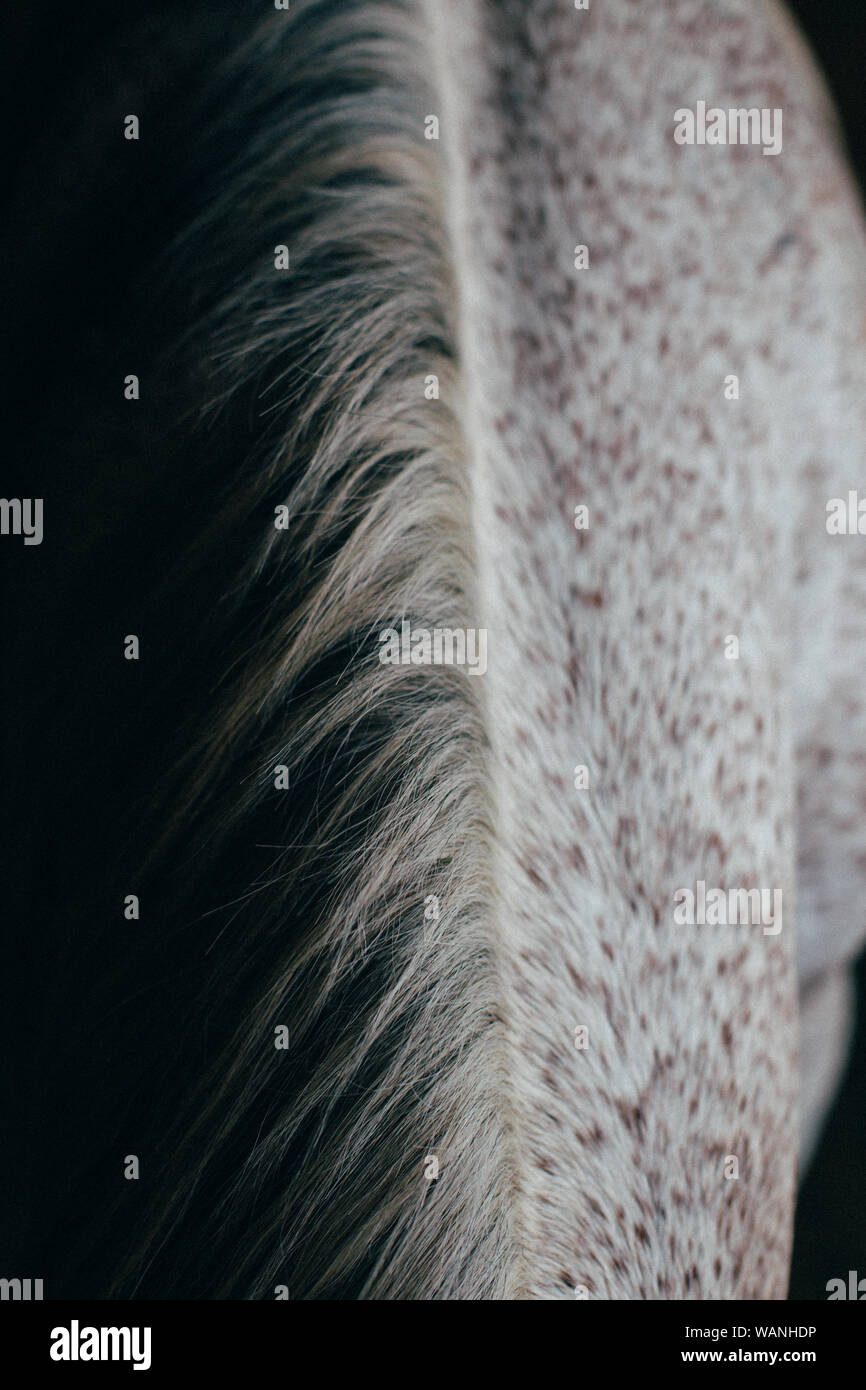 Vista ravvicinata del cavallo mane Foto Stock