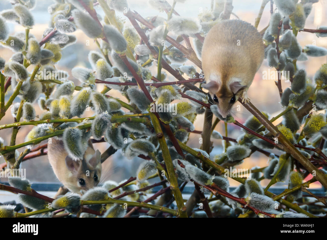 Carino mouse spinosa (akomys) di scomposizione dei rami di un salice di fioritura Foto Stock