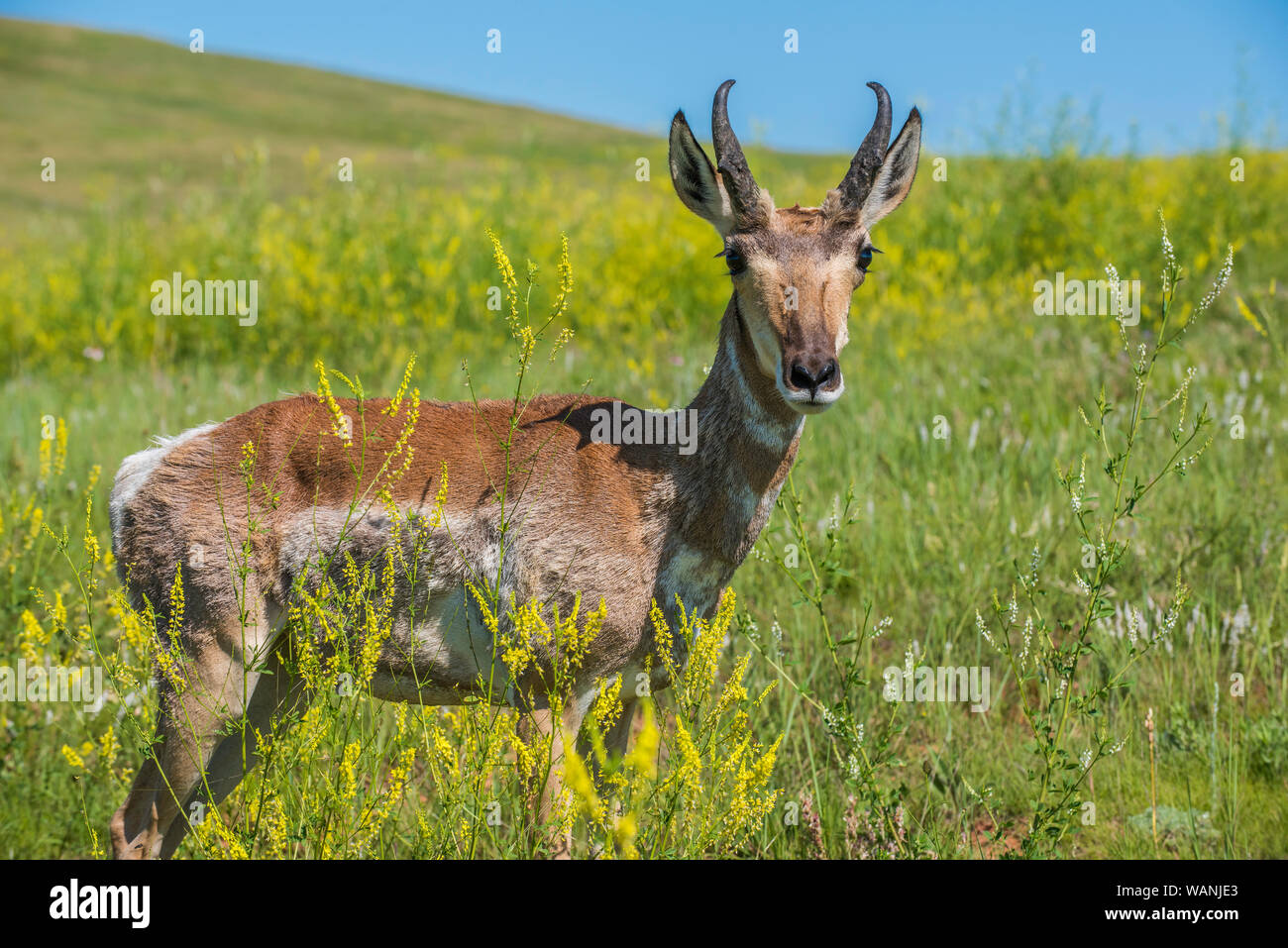 Pronghorn Antelope, praterie, estate, Custer State Park, S. Dakota, USA, da Bruce Montagne/Dembinsky Foto Assoc Foto Stock