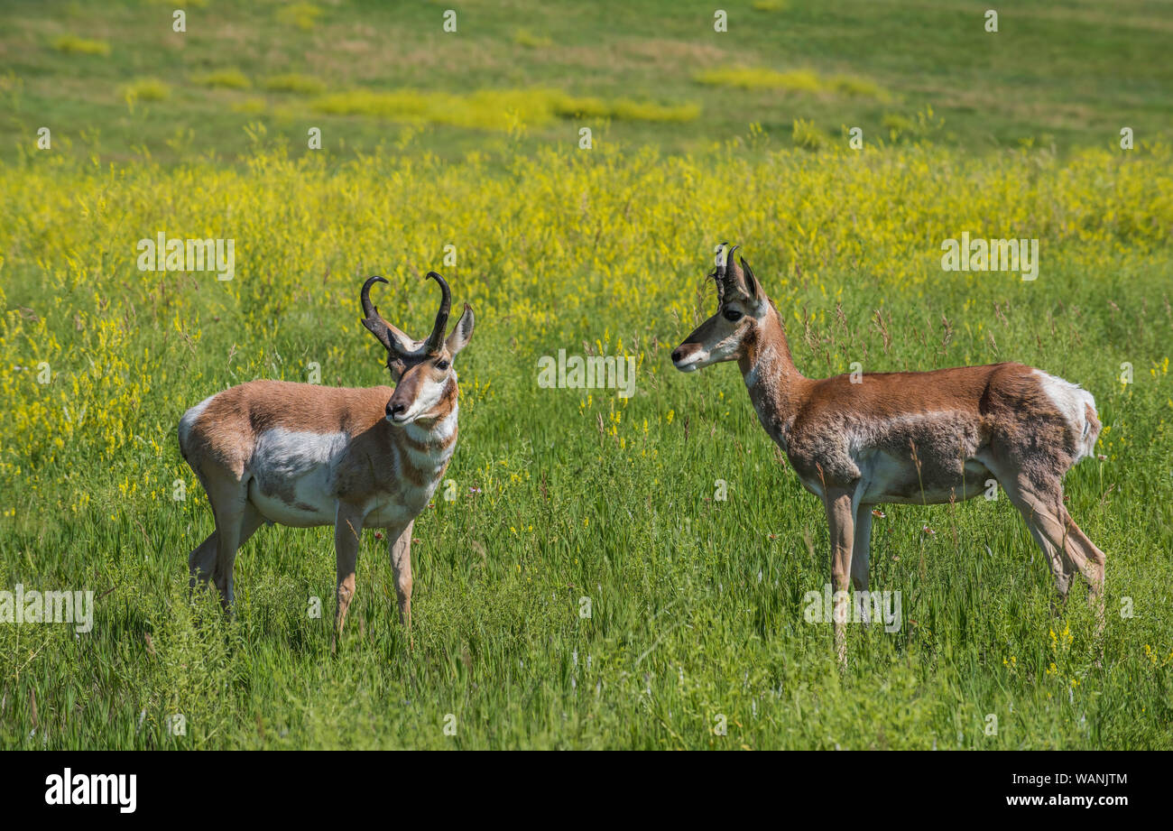 Pronghorn Antelope, praterie, estate, Custer State Park, S. Dakota, USA, da Bruce Montagne/Dembinsky Foto Assoc Foto Stock