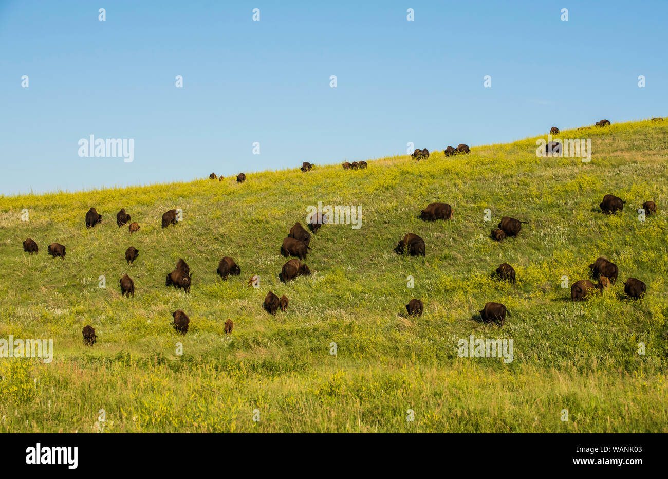(Bison bison bison), Prateria, estate, Custer State Park, il Dakota del Sud, Stati Uniti, da Bruce Montagne/Dembinsky Foto Assoc Foto Stock