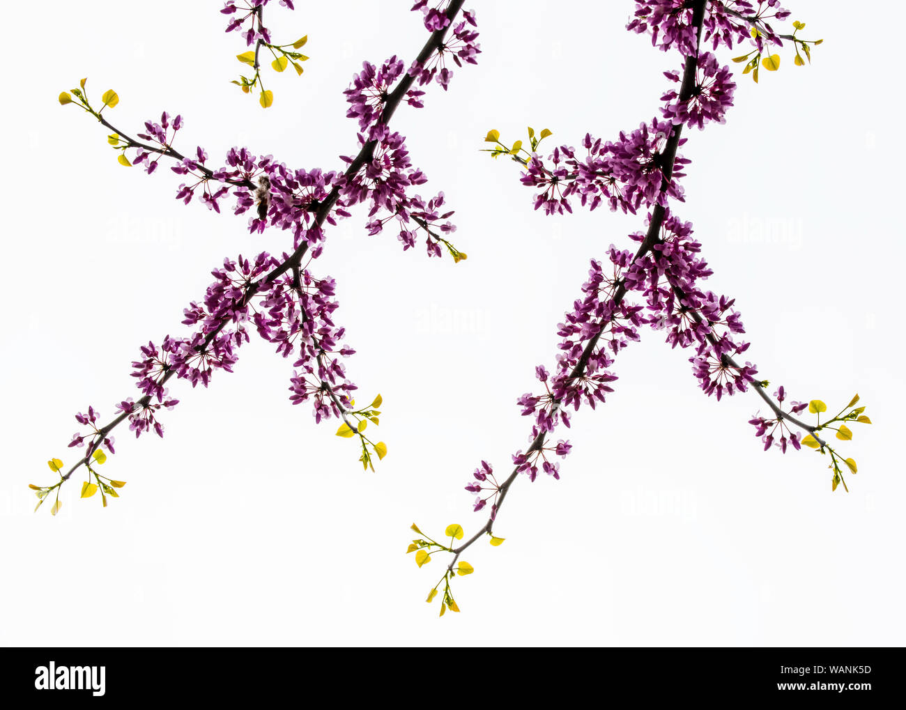 Eastern Redbud fiori e nuove foglie (Cercis canadensis), molla, USA orientale, da Bruce Montagne/Dembinsky Foto Assoc Foto Stock