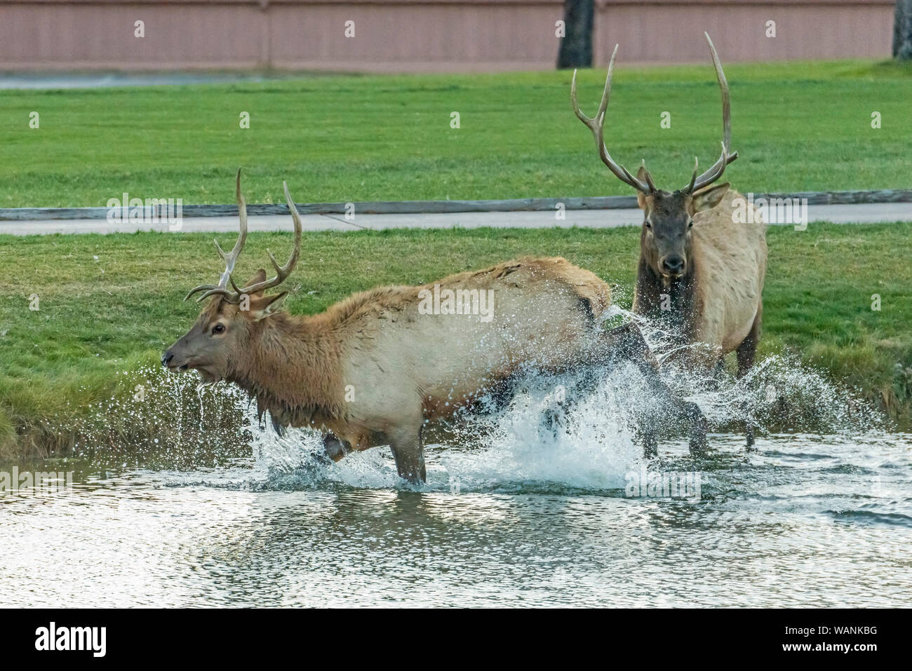 Due bull elks (Cervus elaphus) inseguire ciascun altro attraverso un laghetto e sguazzare nell'acqua di Estes Park, COLORADO Foto Stock