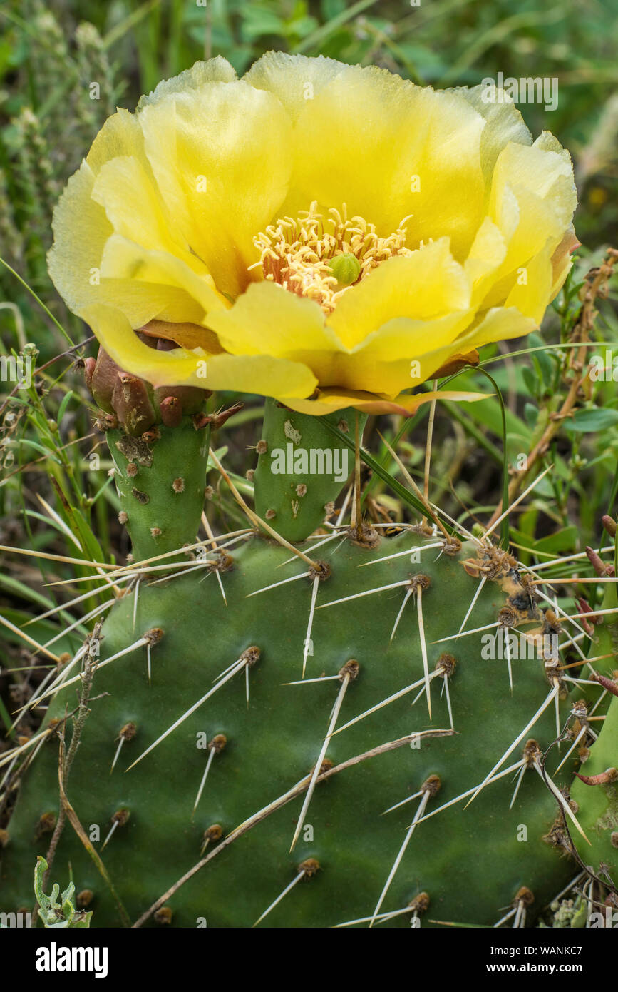 Le pianure di fico d'India Cactus (Opuntia polyacantha), fiori, Parco nazionale Badlands, S Dakota, USA, da Bruce Montagne/Dembinsky Foto Assoc Foto Stock