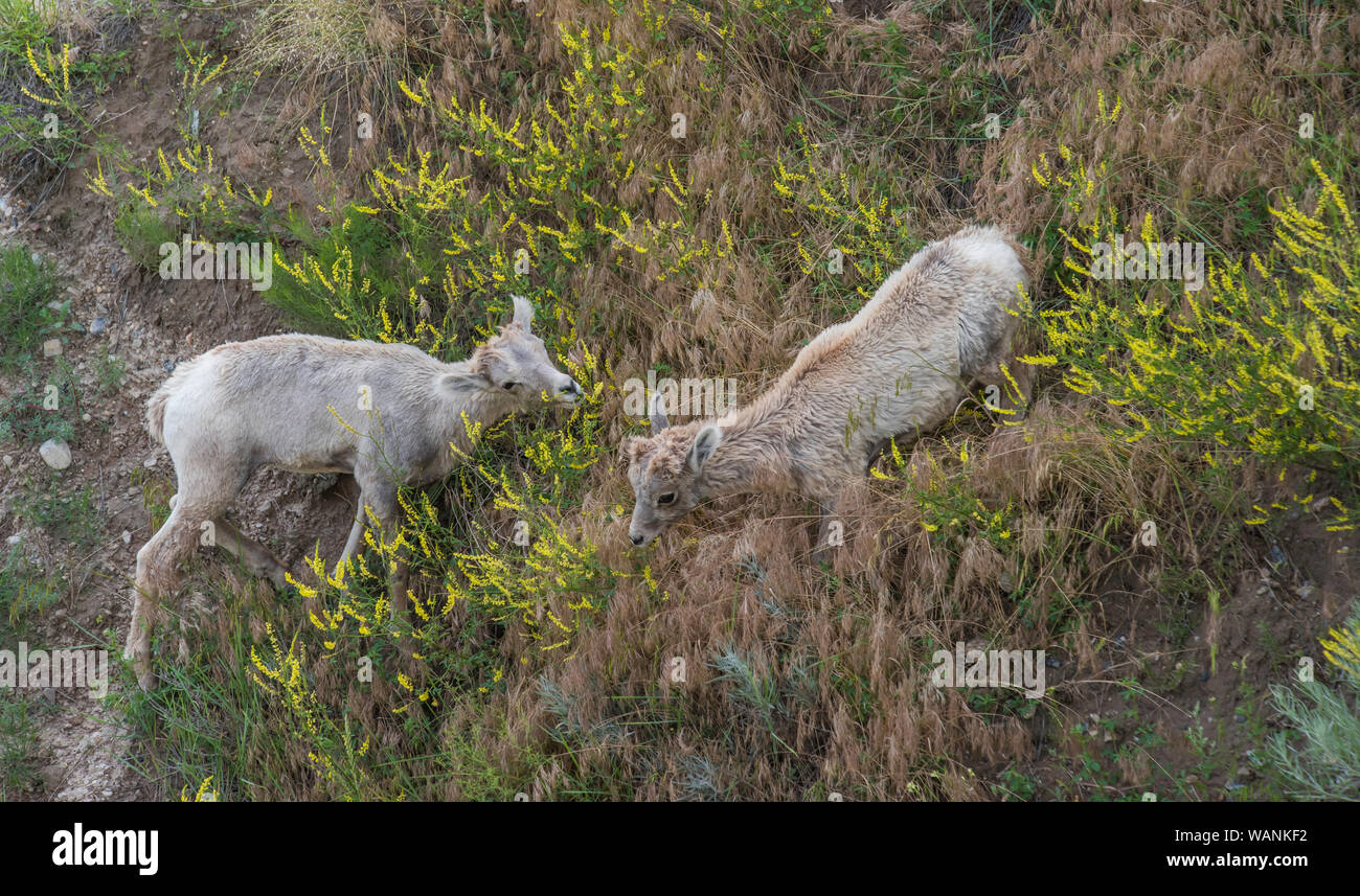 Bighorn agnelli(Ovis canadensis), Parco nazionale Badlands, Dakota del Sud, Stati Uniti d'America, da Bruce Montagne/Dembinsky Foto Assoc Foto Stock