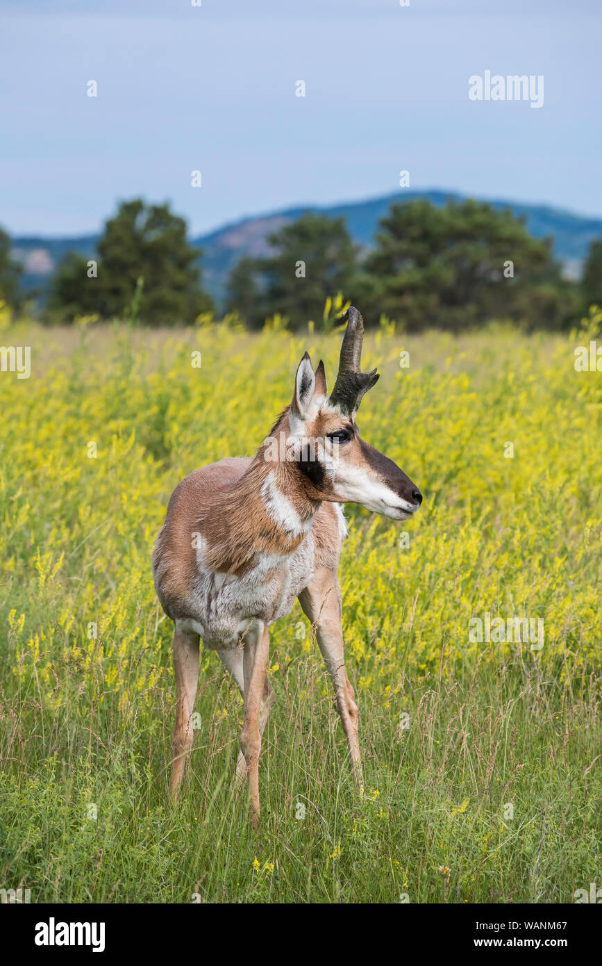 Pronghorn Antelope (Antilocarpa americana), estate, praterie, parco nazionale della Grotta del Vento, S. Dakota, USA, da Bruce Montagne/Dembinsky Foto Assoc Foto Stock