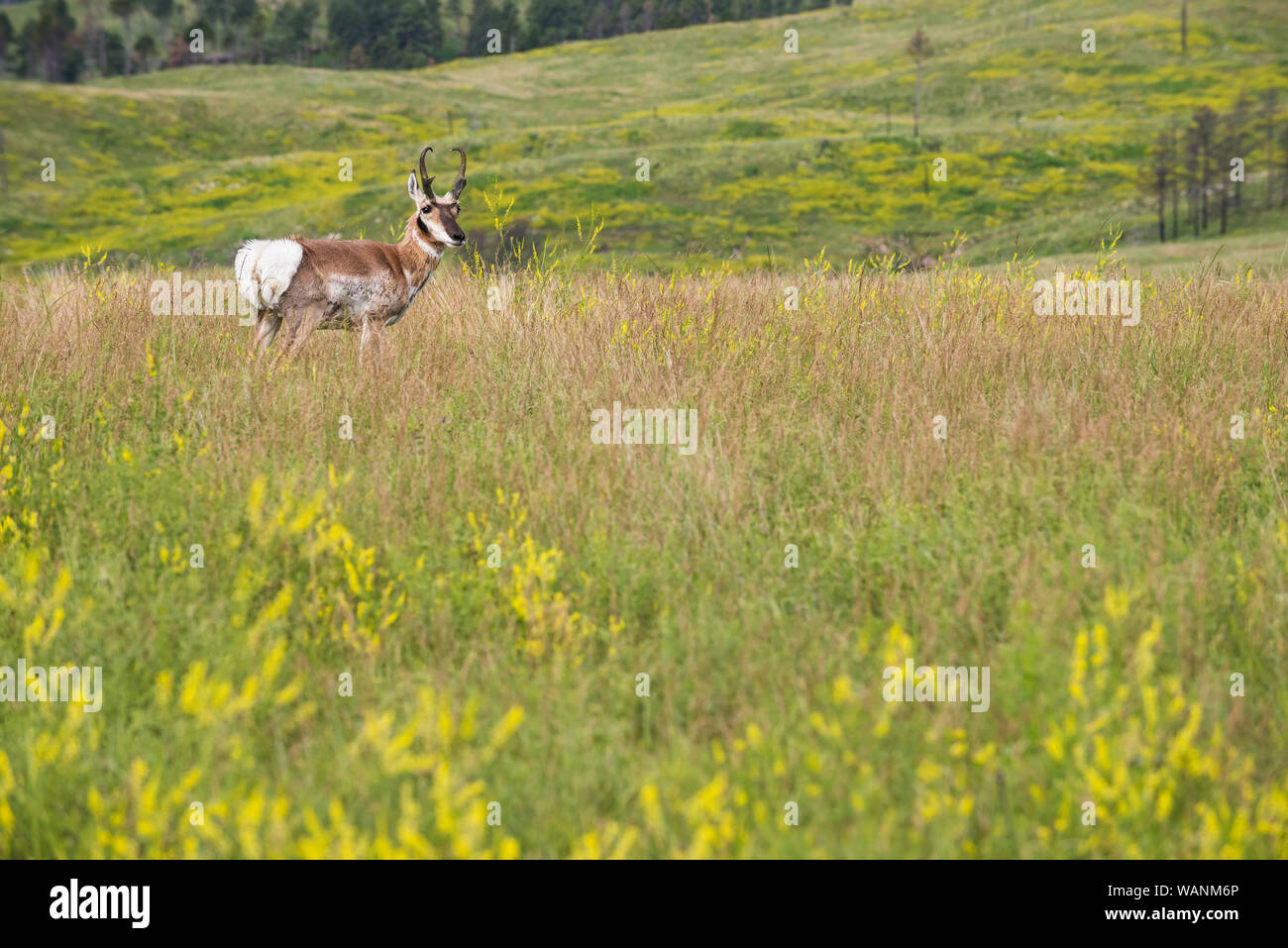 Pronghorn Antelope (Antilocarpa americana), estate, praterie, parco nazionale della Grotta del Vento, S. Dakota, USA, da Bruce Montagne/Dembinsky Foto Assoc Foto Stock