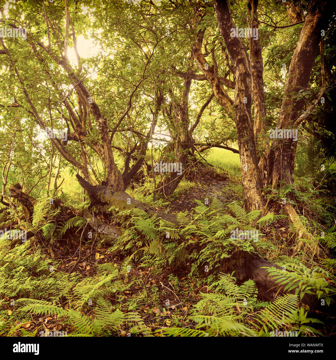 Giungla africana paesaggio con verde vibrante di felci e alberi con retro Instagram stile effetto filtro Foto Stock