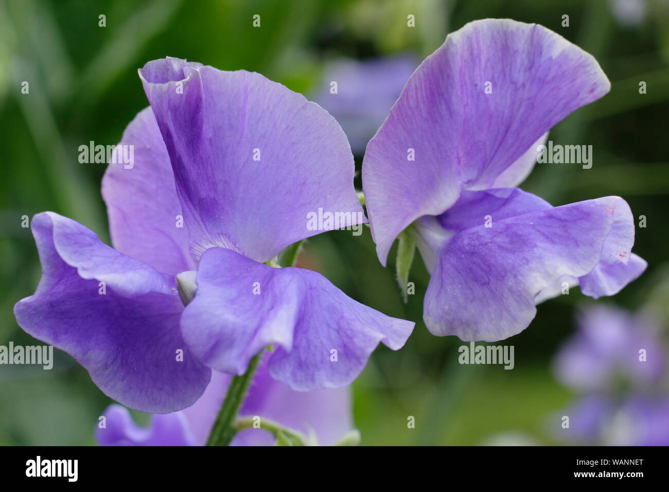 Lathyrus odoratus 'Big Blue' Spencer piselli dolci scalatore annuale in una metà del giardino estivo. Regno Unito Foto Stock