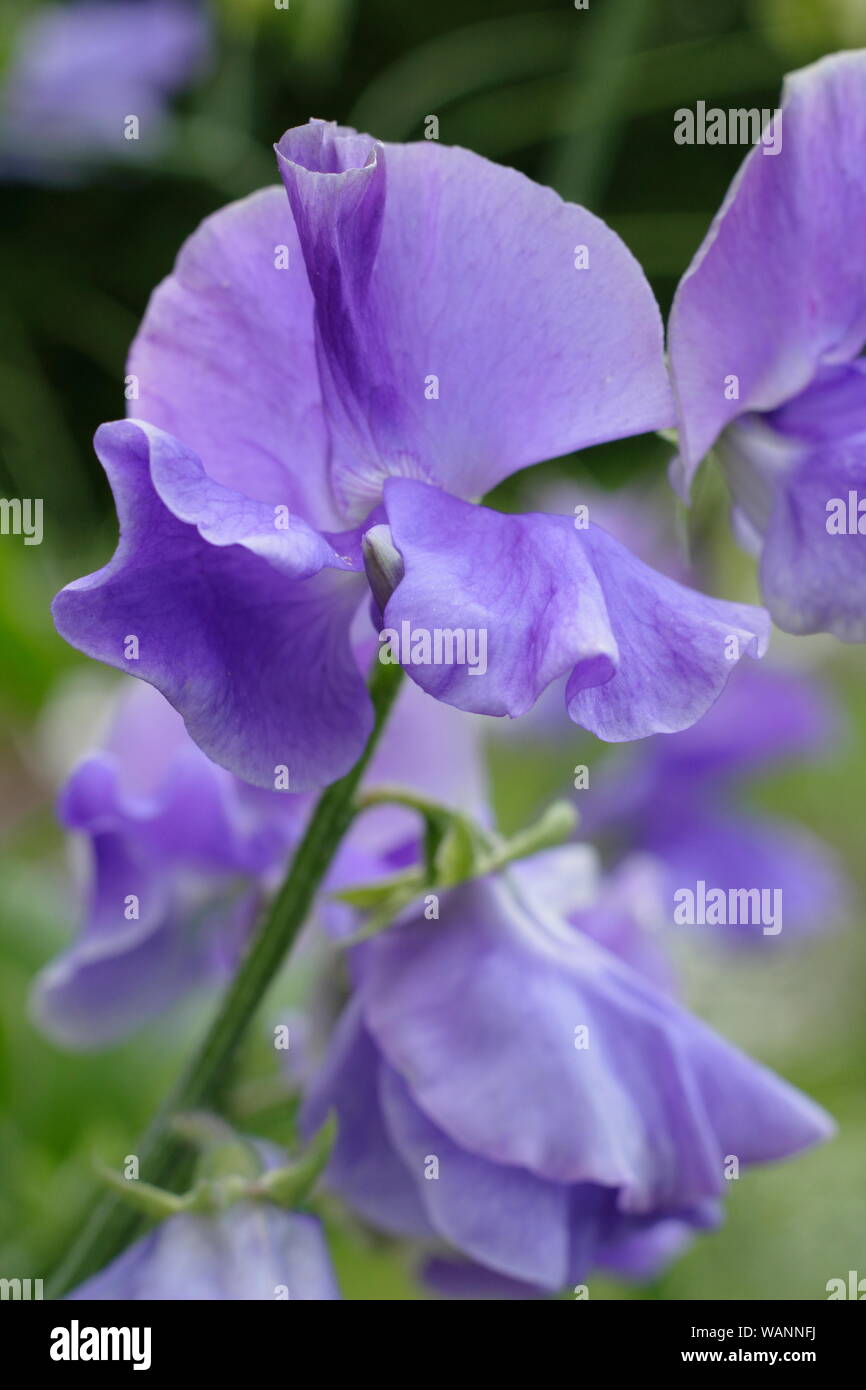 Lathyrus odoratus 'Big Blue' Spencer piselli dolci scalatore annuale in una metà del giardino estivo. Regno Unito Foto Stock