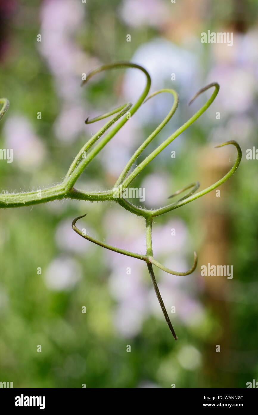 Lathyrus odoratus. Viticci di pisello dolce, annualmente una pianta rampicante in estate. Regno Unito Foto Stock