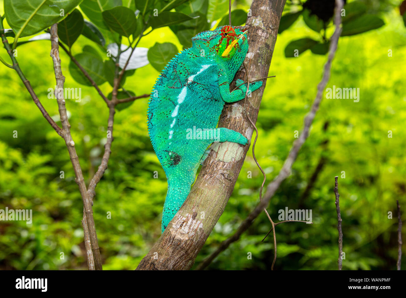 Close-up di maschio verde camaleonte Panther (Furcifer pardalis) in natura Lokobe riserva rigorose in Madagascar, Nosy Be, Africa Foto Stock