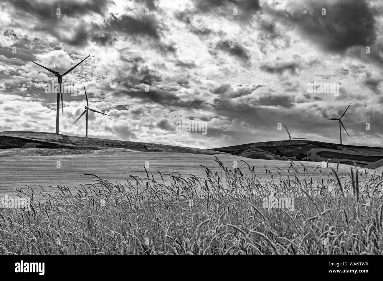 Washington, Regione Palouse, turbine eoliche, campo di grano caduta stagione dopo il raccolto, monocromatico Foto Stock