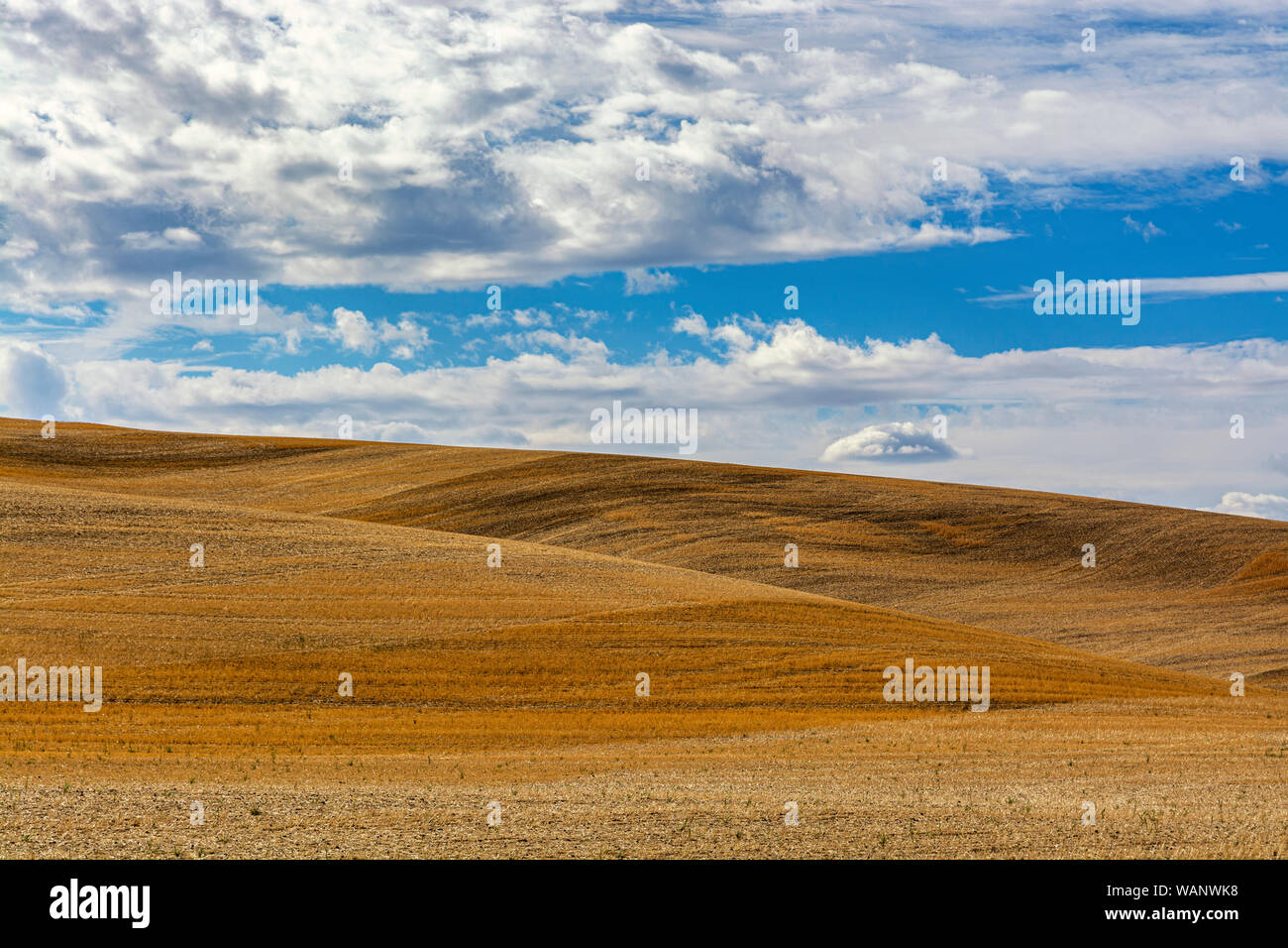 Washington, Regione Palouse, campi di grano caduta stagione dopo il raccolto Foto Stock