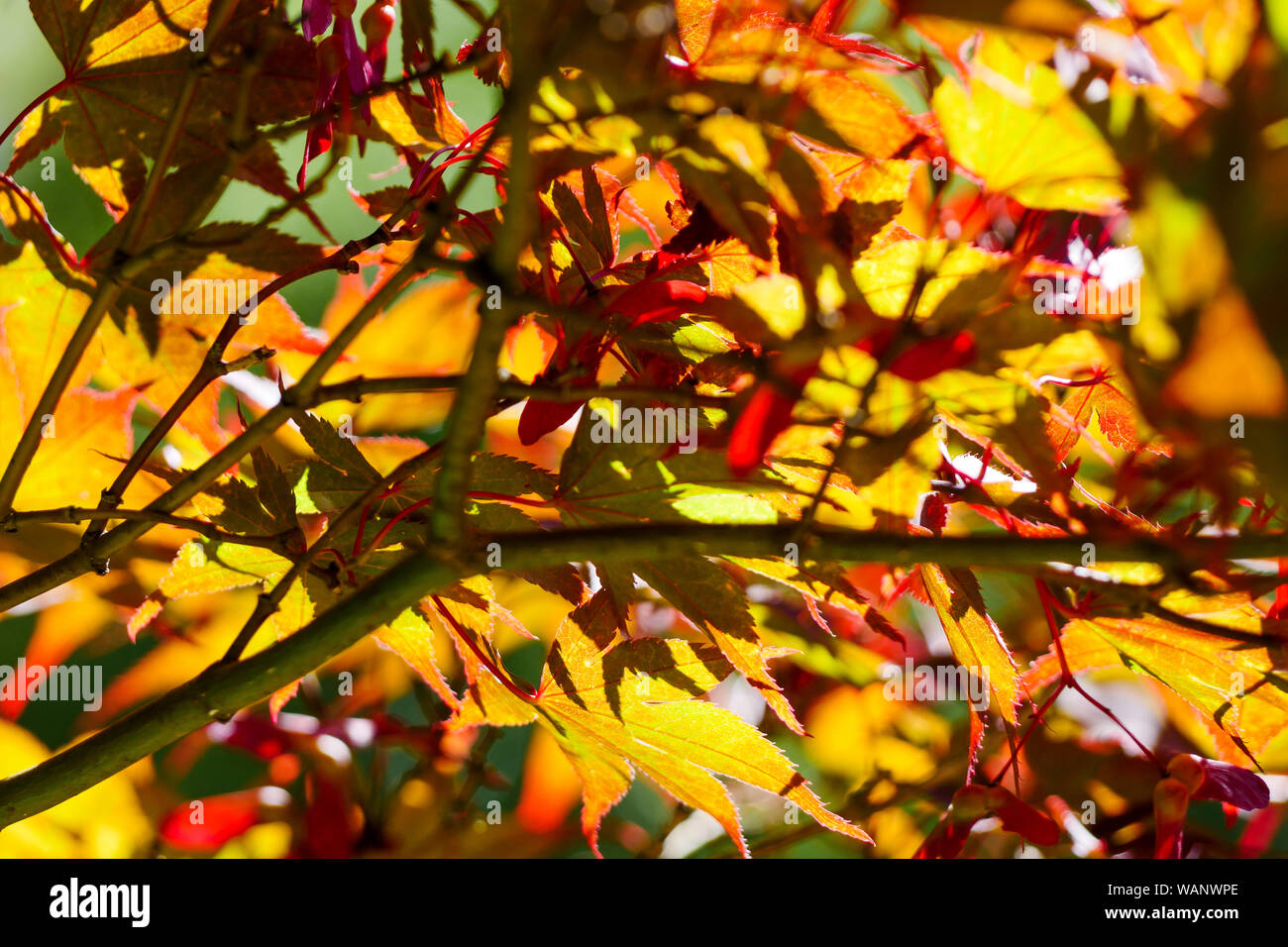 La Bambouseraie - Bamboo Park, Anduze, Gard, Francia Foto Stock