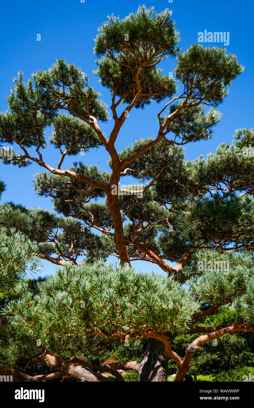 Pino silvestre - Pinus sylvestris, il giardino giapponese, la Bambouseraie - Bamboo Park, Prafrance, Anduze, Gard, Francia Foto Stock