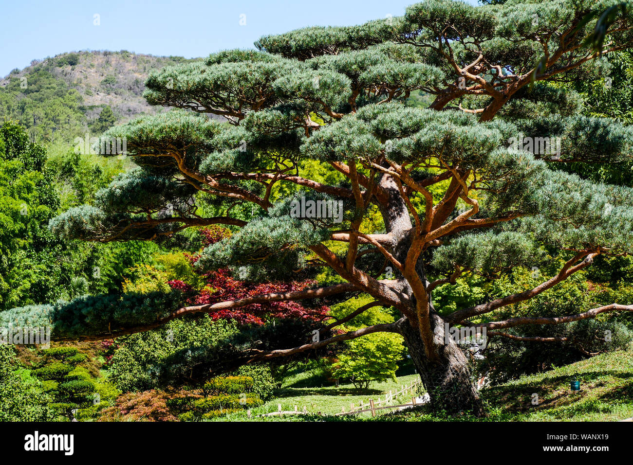 Pino silvestre - Pinus sylvestris, il giardino giapponese, la Bambouseraie - Bamboo Park, Prafrance, Anduze, Gard, Francia Foto Stock