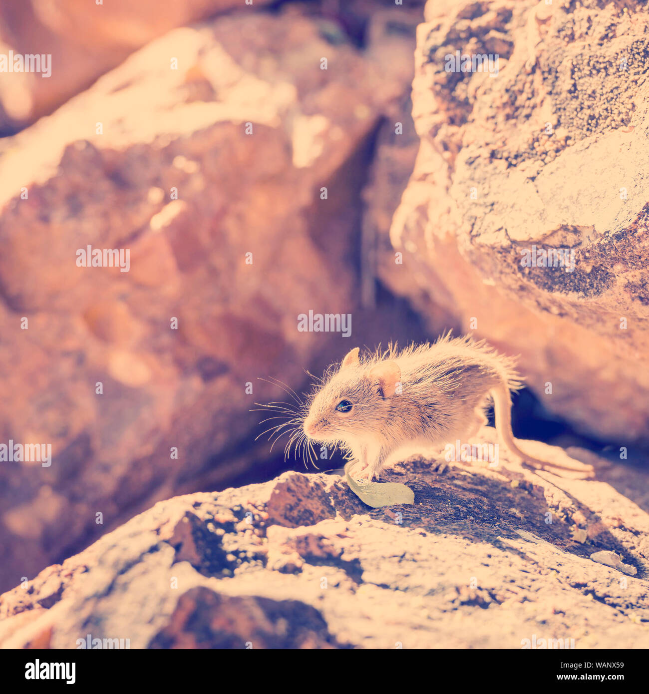 Carino strisce campo mouse seduto su una roccia con il tardo pomeriggio di sole dietro in Botswana, Africa con retro Instagram stile effetto filtro Foto Stock
